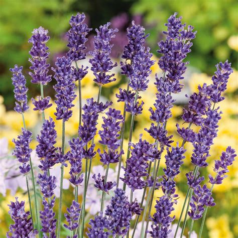 Lavender Seeds Ellagance Purple Herb Seeds In Packets And Bulk Eden