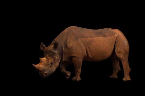 Photo Ark: Black Rhinoceros | National Geographic Society
