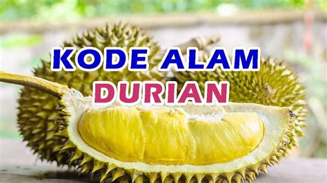 Erek Erek Durian Kode Alam 2D 3D 4D Angka Durian Dalam Togel Mimpi