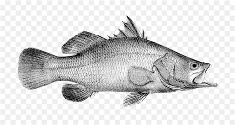 Banyak ditemukan di perairan asia tenggara, termasuk indonesia. Gambar ikan cupang: Gambar Ikan Kakap Hitam Putih