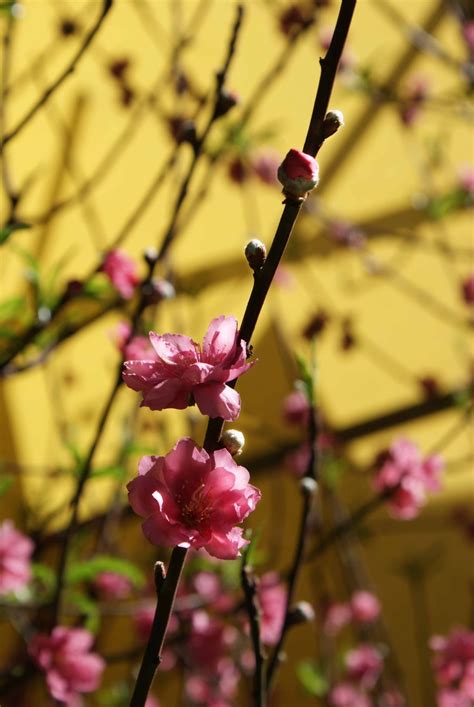 Peach Blossom