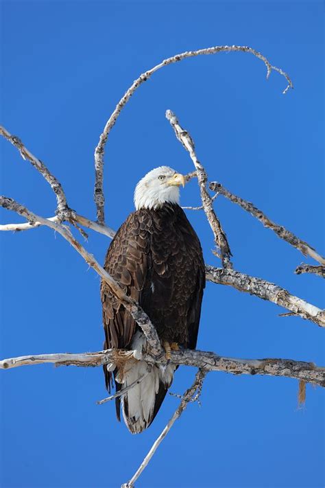 Bald Eagle Photograph By Michael Wilbur Fine Art America