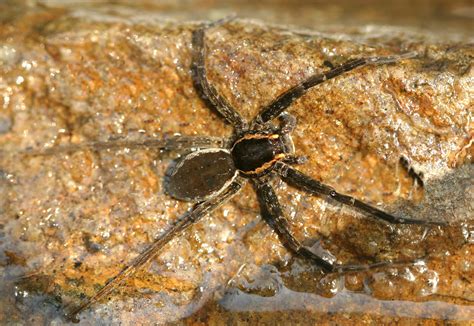 Banded Fishing Spider Dolomedes Vittatus