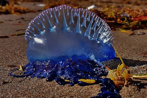 Venomous Jellyfish Spotted In Salthill