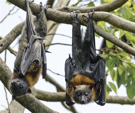 Seven Reasons To Love Our Flying Foxes Nsw Environment And Heritage