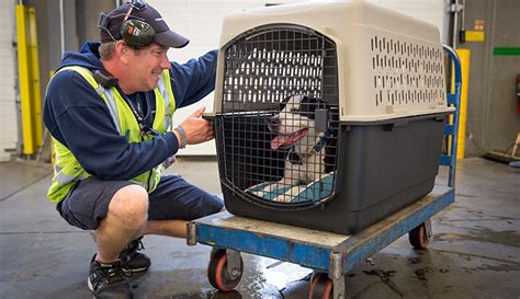 This applies only to pets shipped as cargo through the petsafe program, not pets that fly in the cabin with their owners. Animaux de compagnie en cage | WestJet