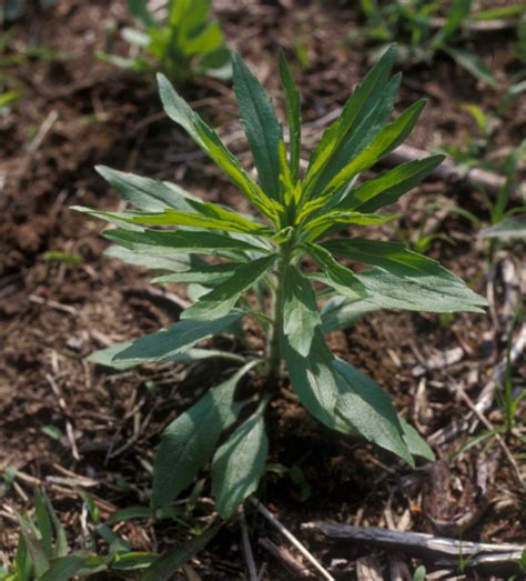 Horseweed Marestail Conyza Canadensis Plant And Pest Diagnostics