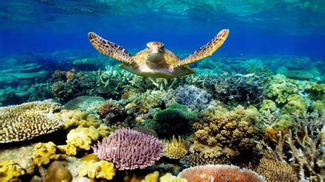 Sea Turtle Swimming Underwater Scene With Coral Beautiful Desktop