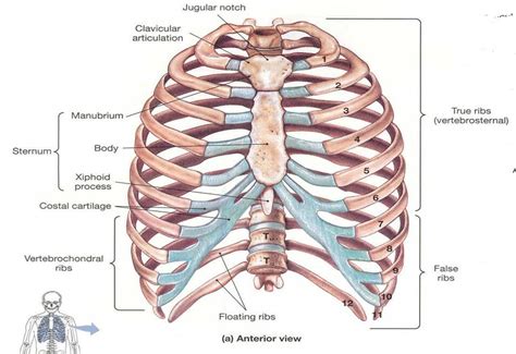 Human Anatomy Rib Cage And Muscles Music Used