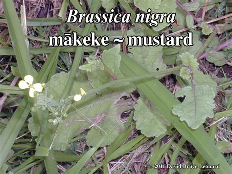 Brassica Nigra Earth Medicine Institute