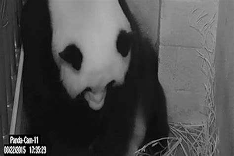 National Zoos Giant Panda Mei Xiang Gives Birth To Two Cubs Hours