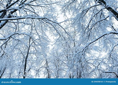Winter Fir Tree Christmas Scene With Sunlight Stock Image Image Of