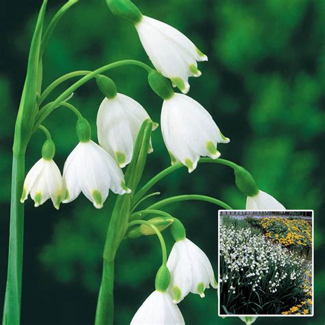 Buy Summer Snowflake Online Leucojum Aestivum Brecks