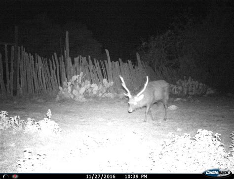 Texas Sika Deer Hunting