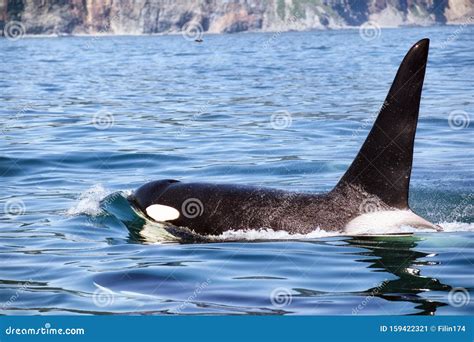 The Dorsal Fin Of A Killer Whale Is Visible Above The Waters Of The