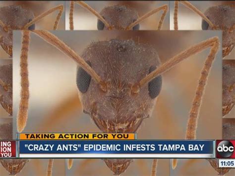 Crazy Ants Invade The Tampa Bay Area And Infest Everything From Cell