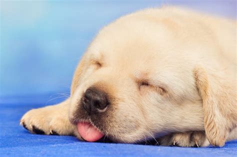 Cute Labrador Retriever Puppy Sleeping Stock Photo Image Of Furry
