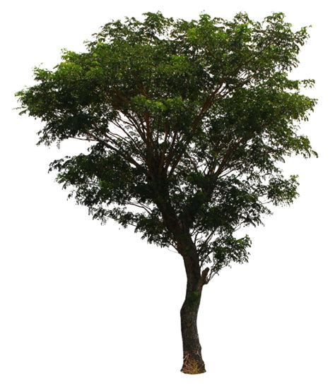 Tree Png Transparent Image Download Size 827x967px
