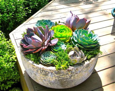 Planting Succulents In Containers Without Drainage - how to plant succulents in pots without drainage holes