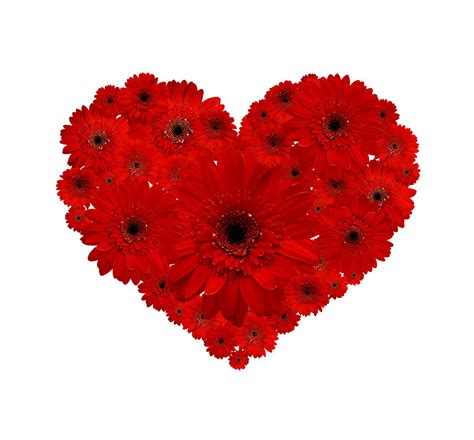 Red Flower Heart 1 Free Photo Download Freeimages