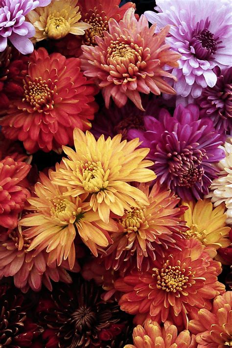 Fall Flowers To Plant For Gorgeous Seasonal Color
