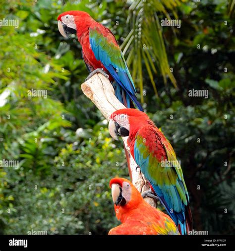Scarlet Macaw Ara Macao Is A Large Red Yellow And Blue South