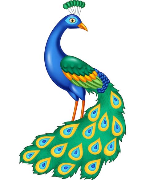 Premium Vector Cartoon Beautiful Peacock