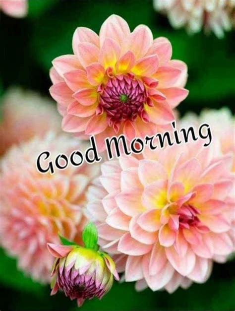 Pin By Narendra Pal Singh On Good Morning Good Morning Flowers Good
