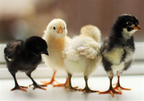 Baby Chickens Photos