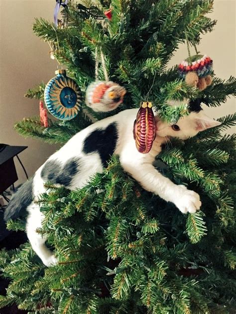 Many cats love to climb trees. Adorable cats who are excited about Christmas Trees - This ...