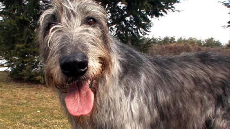 Irish Wolfhound Dogs 101 Animal Planet
