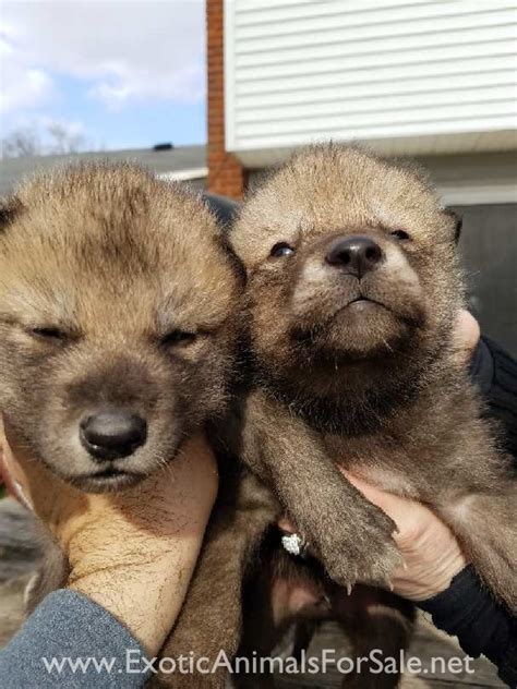 Wolf Hybrid Puppies For Sale