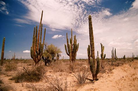 El Desierto De Sonora Turimexico