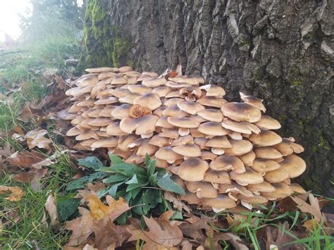 Giant Cluster Of Mushrooms Found At Base Of An Oak Tree In Southern
