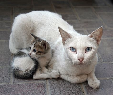 Please report any ads that are not for free adoption, lost & found animals, and pet accessories. Cat and kitten in Dubai. | Cat and kitten in Dubai. | Flickr