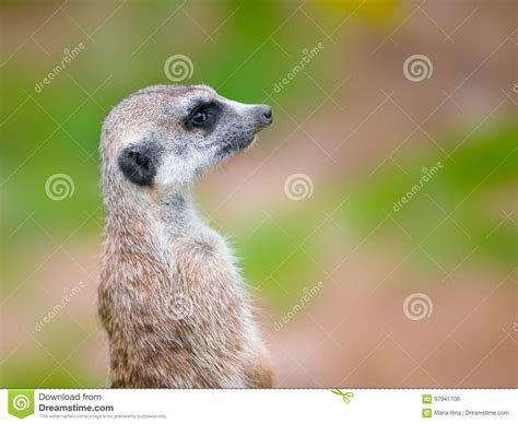 Meerkat Portrait Stock Photo Image Of Background Mangoose 97941108