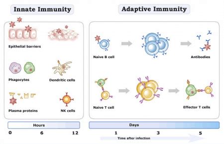 This means that our body when it encounters a pathogen for the first time. Innate vs Adaptive Immunity - Difference