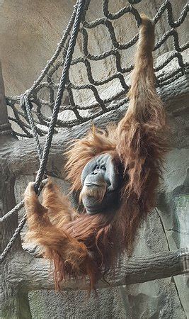 Buche die beliebtesten natur & abenteuer in zoologischer garten leipzig. Zoologischer Garten Leipzig - Aktuelle 2019 - Lohnt es ...