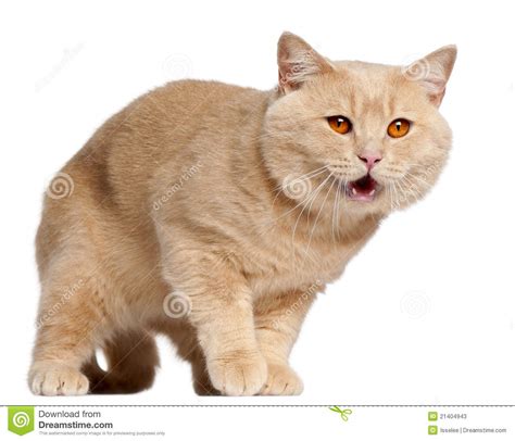 Compare inexpensive pet insurance rates. British Shorthair Cat, 1 Year Old, Standing Stock Photos ...