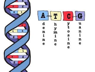 Beta Blog The Alphabet To Write Dna Can Be Easily Expanded