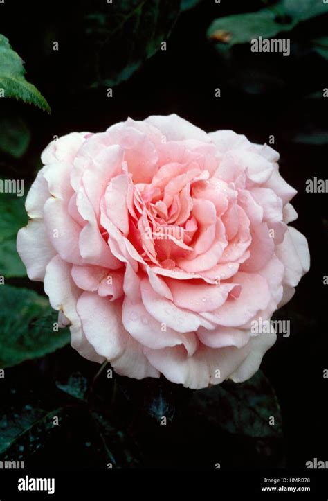 Rose Rosa Radox Bouquet Rosaceae Stock Photo Alamy