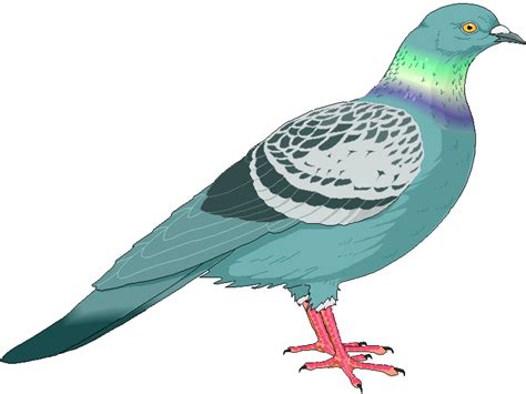 Free Pigeon Cliparts Download Free Pigeon Cliparts Png Images Free