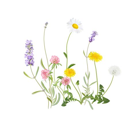 Wild Flowers Vector Graphics On Behance