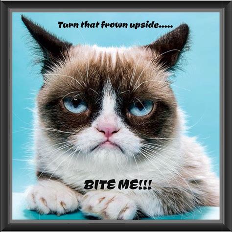 Pin By Trista On My Memes Grumpy Cat Grumpy Cat Humor Funny Grumpy