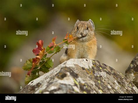 Sierra Nevada Mountains Pika Hi Res Stock Photography And Images Alamy