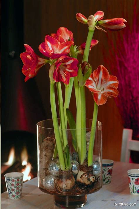 Decorate For Spring With Forced Bulbs For Indoor Blooms