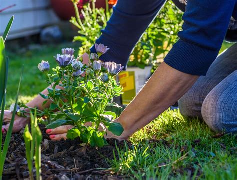 7 Ways To Get Rid Of Weeds In Your Flower Beds