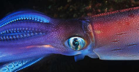 10 Unbelievable Giant Squid Facts