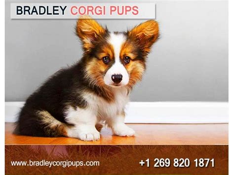 Golden doodle puppy for sale, ckc registered. Corgi Puppies For Sale Near Me - All You Need Infos