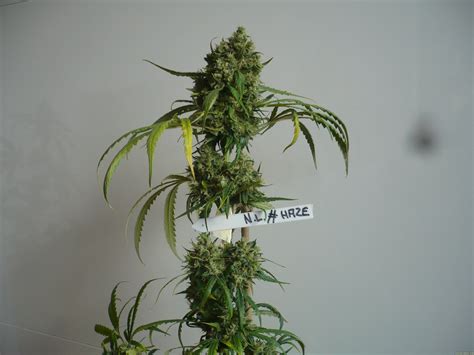 Learn effects, flavors, terpenes, genetics and growing tips for each weed strain with askgrowers. Strain-Galerie: Northern Lights #5 X Haze (Sensi Seeds ...